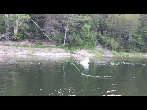 A VERY LARGE TACTICAL SALMON ON A DRY FLY---IMPROVED VIDEO QUALITY!!!