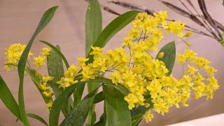 1月28日【びわ湖放送ニュース】滋賀県最大規模の「洋らんフェスタ」　水生植物公園みずの森で