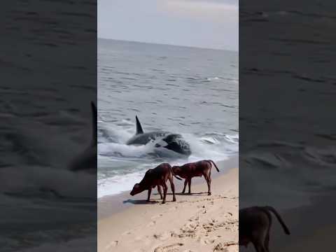 🔥 momen Paus Orca & sapi di pantai 😱