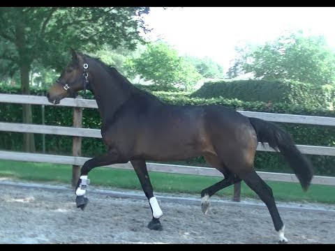 ** SOLD ** 3yrs. Amazing dressage prospect by Franklin x Jazz