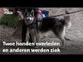 'Worden onze honden vergiftigd?' Bezorgde baasjes in Leusden | RTV Utrecht