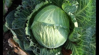 Капуста Белорусская 455: отзывы, описание сорта, фото, видео, отзывы ...