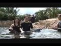 Tickle Me Dolphin