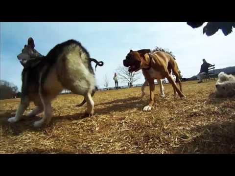 An awesome day at the dog park by Kelsey Wynns.