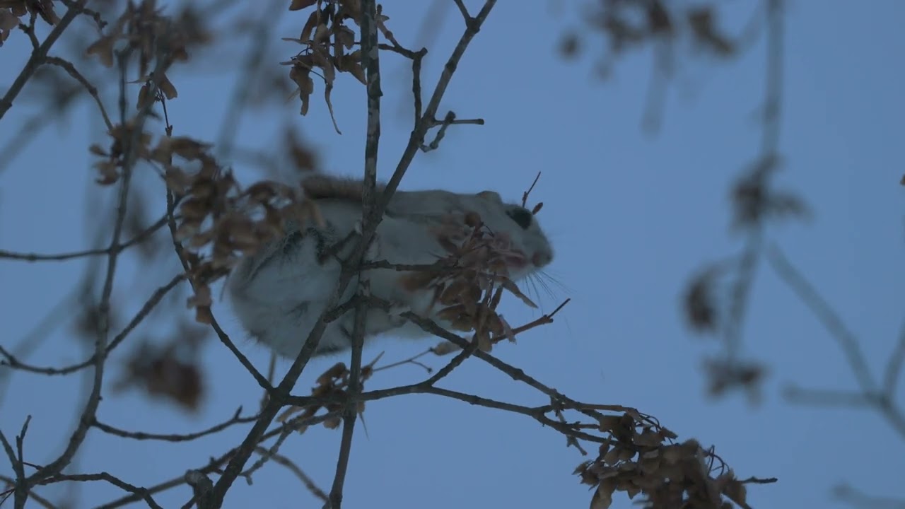 闇にほどける気配 ― ワンカットの森