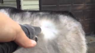Siberian Husky grooming