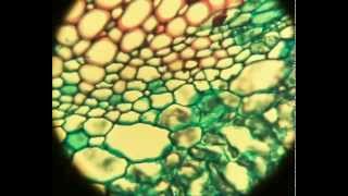 Microscopic Preparations Majeranek - botany 1 (compilation) - mikroskop preparat botanika