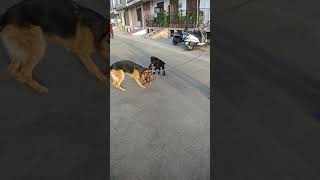 preview picture of video 'German shepherd and Labrador full masti'