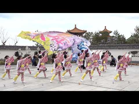 🌸 Dori Sakura Festival da Primavera [Sessão da Manhã] Jardim Chinês Yan Zhaoyuan 2023.02.23