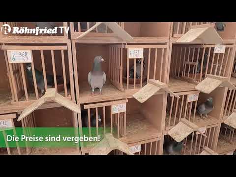 Die Versorgung der BRIEFTAUBEN am Flugtag // SG KROUSS - GROTZSCH