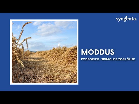 Regulátor rastu Moddus | Syngenta Slovensko