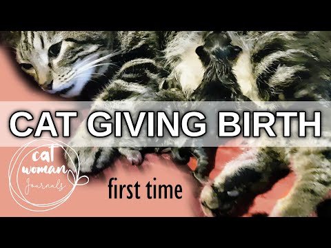 Pregnant cat giving birth for the first time to four kittens, all stages of labour