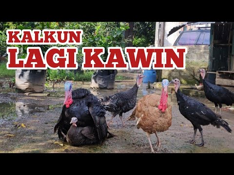 , title : 'Cara memelihara ayam kalkun palembang'