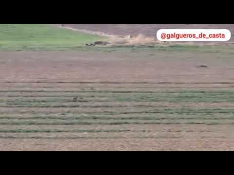 Faruq vs gitana campeonato de España de galgos S.M el Rey 2017