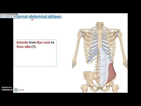 Overview of Abdomen (2) - Muscles of Anterior Abdominal Wall - Dr. Ahmed Farid