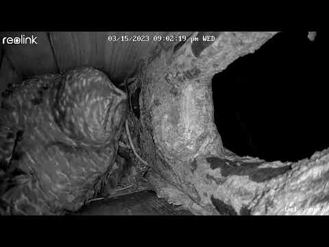 Barred owl nesting box 3/15/23 - Male owl delivers a mouse to the female