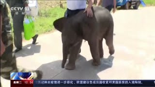 Abandoned 6-Day-Old Elephant Calf Is Rescued