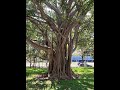 Garden Answer: Ficus Aurea   Florida Strangler Fig