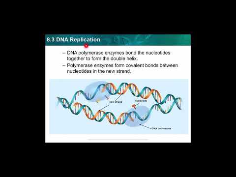 8.3 DNA Replication (Part2)