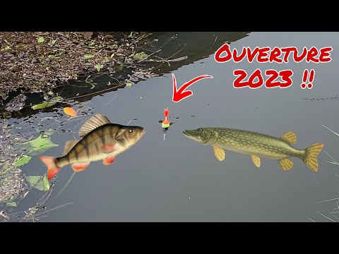 Une OUVERTURE 2023 EXCEPTIONNELLE ! Pêche au vif #4