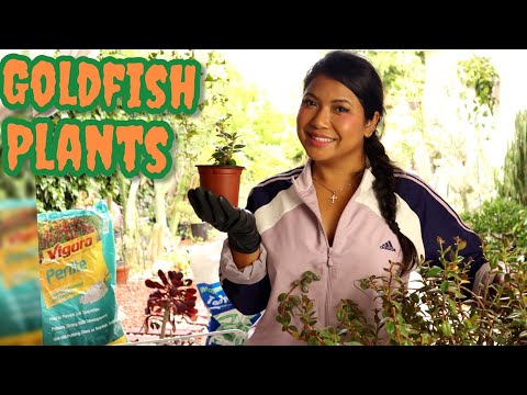 , title : 'How to Propagate Goldfish Plant Tutorial