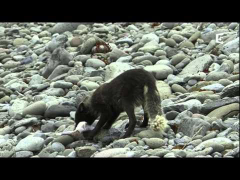 Le Renard Polaire Apres l'Eden