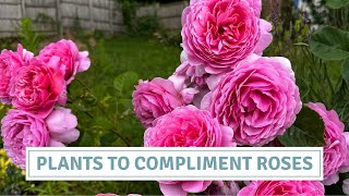 Enhancing David Austin Roses with Gorgeous Perennials // Cottoverdi