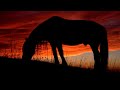 Relaxing Guitar Music and Horses in Nature - Stress Relief