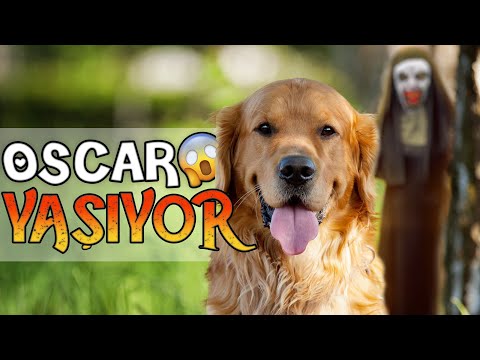 KÖPEĞİM YAŞIYOR! - OSCAR'I ORMANDA BULDUK! 😱