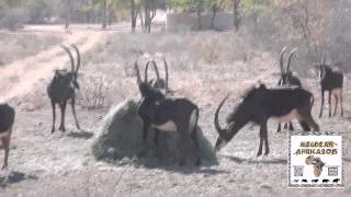070  Sable Antelope Feeding on a Game Farm