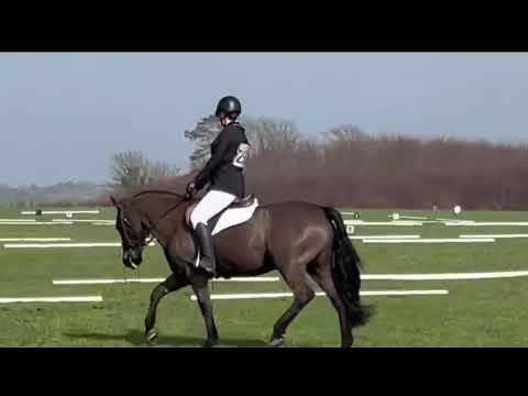 All rounder 143cm Pony - Image 2