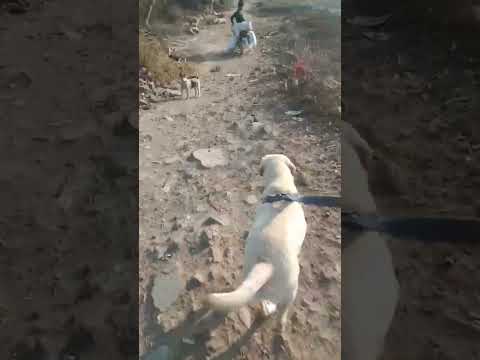 aggressive#dog#short#video#viral