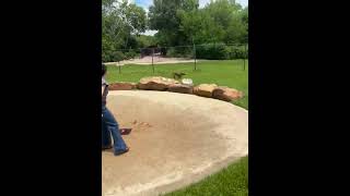 Video preview image #1 Boxer Puppy For Sale in  Katy, TX, USA