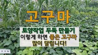 고구마 토양 작업 두둑 만들기 이렇게 하면 좋은 고구마 많이 달립니다. #주말농장# 고구마 가꾸기.