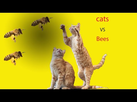 Funny cats are chasing and catching bees! See what happens when my cat is stung!