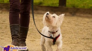 Henry - Westie - 4 Week Residential Dog Training at Adolescent Dogs