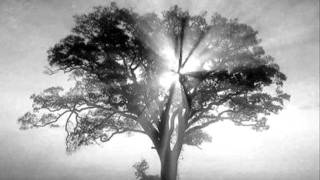 The White Birch *Storm-Broken Tree*