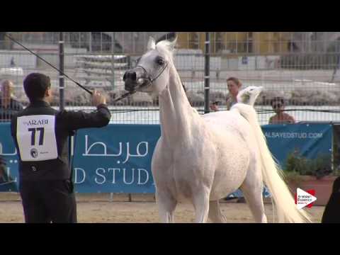 N.77 EAGLERIDGE PASSIONATA - Menton 2015 - Mares 8 years old & above (Class 5)