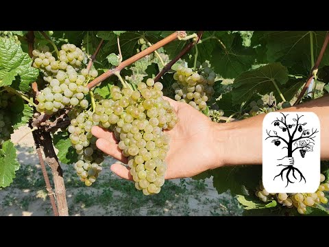 PIWI Weintrauben im Vergleich - Blütenmuskateller, Donauriesling, Donauveltliner und Pinot Nova