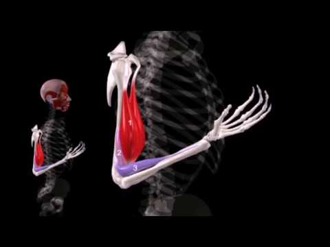 Wie schmerzende Gelenke mit Lupus erythematodes Weit verbreitet Osteochondrose der Brustwirbelsäule