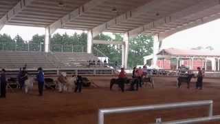 preview picture of video 'Miniature Horse Show Chicopee Woods Agricultural Center'