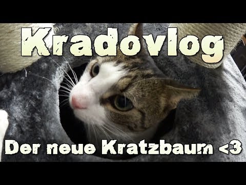 Der neue Kratzbaum ist da ❤ Kradovlog - Teamkrado