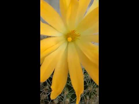 Cactus Flowers after 2 Years