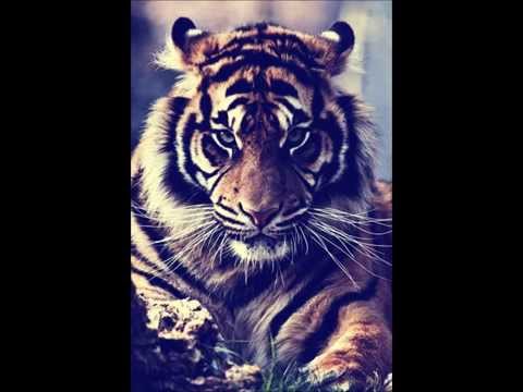 Possibly the best EDM mix ever