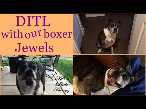 Come spend the day with our boxer Jewels ~ DITL Video
