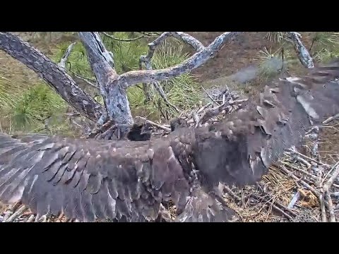 SWFL | E19 Jumping and Wing exercise | 22.02.2022