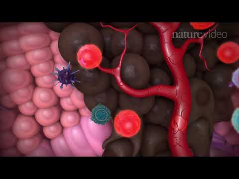 Immunologia nowotworów i immunoterapia