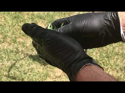 Deflasking orchid seedlings Part 1