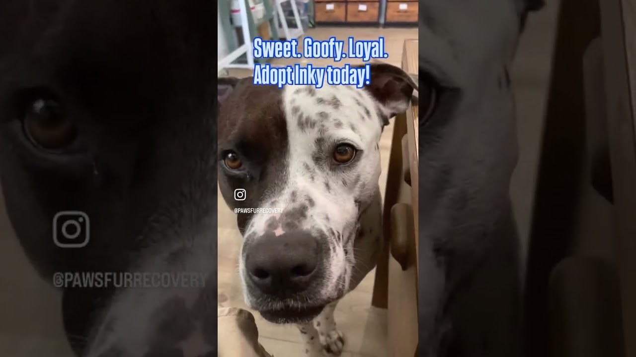 Enlarge INKY, a Adoptable mixed breed in Indiantown, FL video 6/6