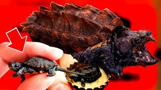 10 фактов про ЧЕРЕПАХ, какие черепахи самые БОЛЬШИЕ в мире